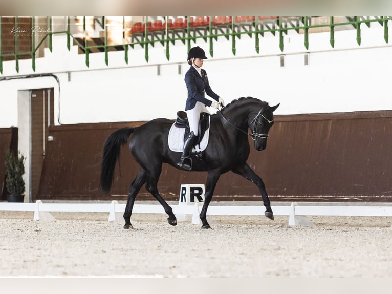 Koń hanowerski Wałach 6 lat 167 cm Kara in Kicin