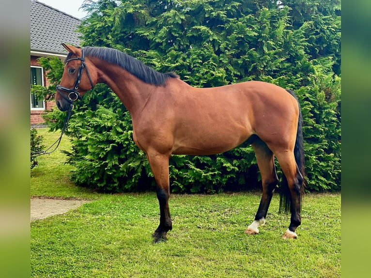 Koń hanowerski Wałach 6 lat 168 cm Gniada in Schwanewede