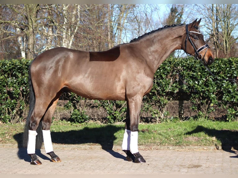 Koń hanowerski Wałach 6 lat 168 cm Gniada in Selsingen