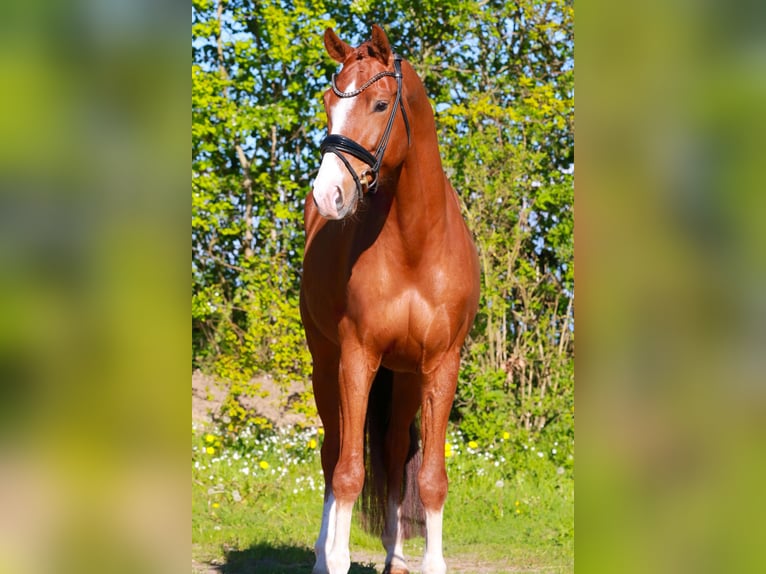 Koń hanowerski Wałach 6 lat 168 cm Kasztanowata in Nienwohld
