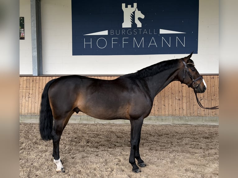 Koń hanowerski Wałach 6 lat 169 cm Ciemnogniada in Rhade