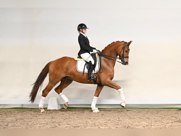 Koń hanowerski Wałach 6 lat 169 cm Kasztanowata in Lüdinghausen