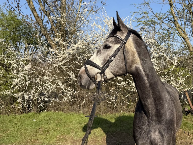 Koń hanowerski Wałach 6 lat 169 cm Siwa in Grevenbroich