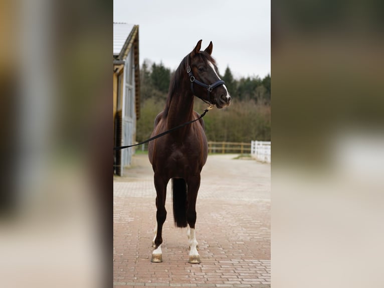 Koń hanowerski Wałach 6 lat 170 cm Ciemnokasztanowata in Gaimersheim