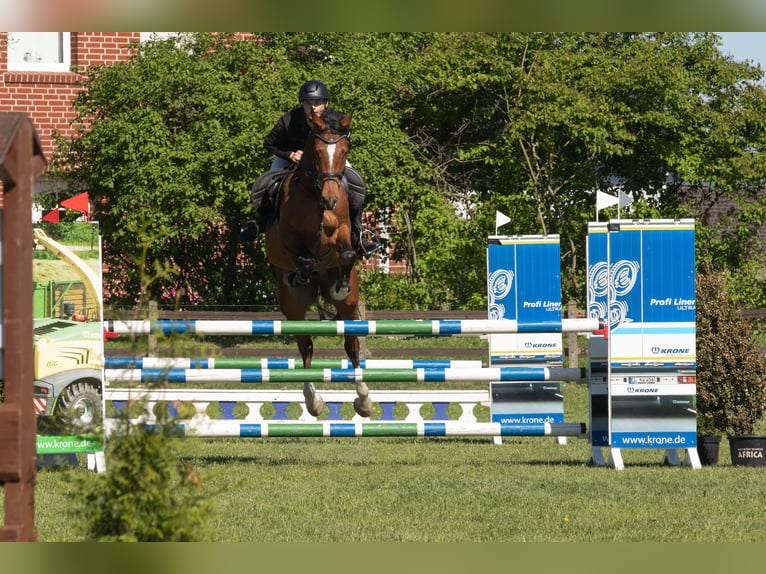 Koń hanowerski Wałach 6 lat 170 cm Gniada in Beesten