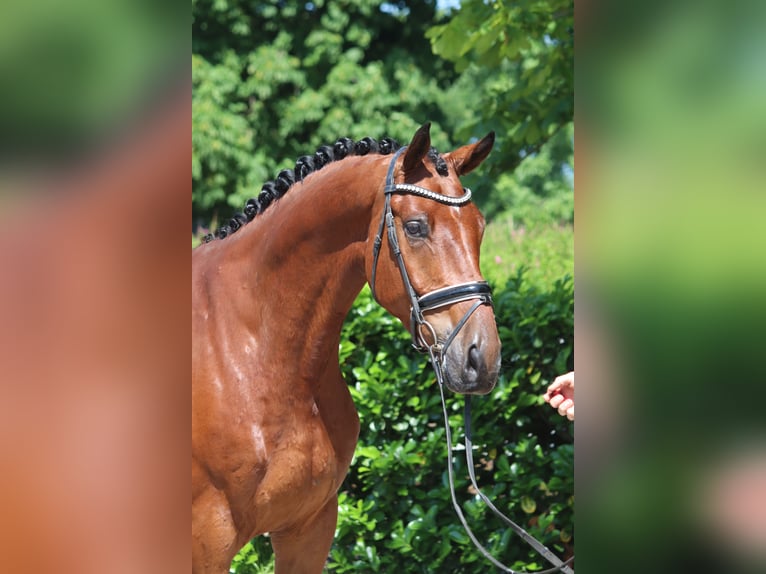 Koń hanowerski Wałach 6 lat 170 cm Gniada in Selsingen