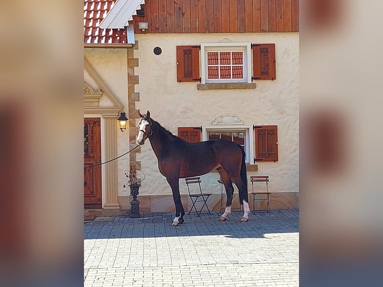 Koń hanowerski Wałach 6 lat 170 cm Gniada in Schöppingen