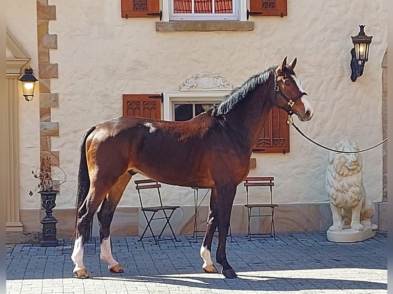Koń hanowerski Wałach 6 lat 170 cm Gniada in Schöppingen