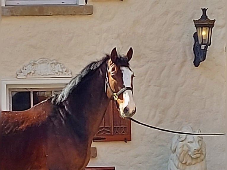 Koń hanowerski Wałach 6 lat 170 cm Gniada in Schöppingen