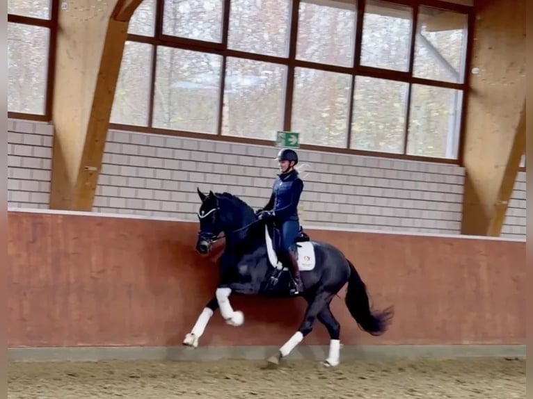 Koń hanowerski Wałach 6 lat 170 cm Kara in Fredensborg