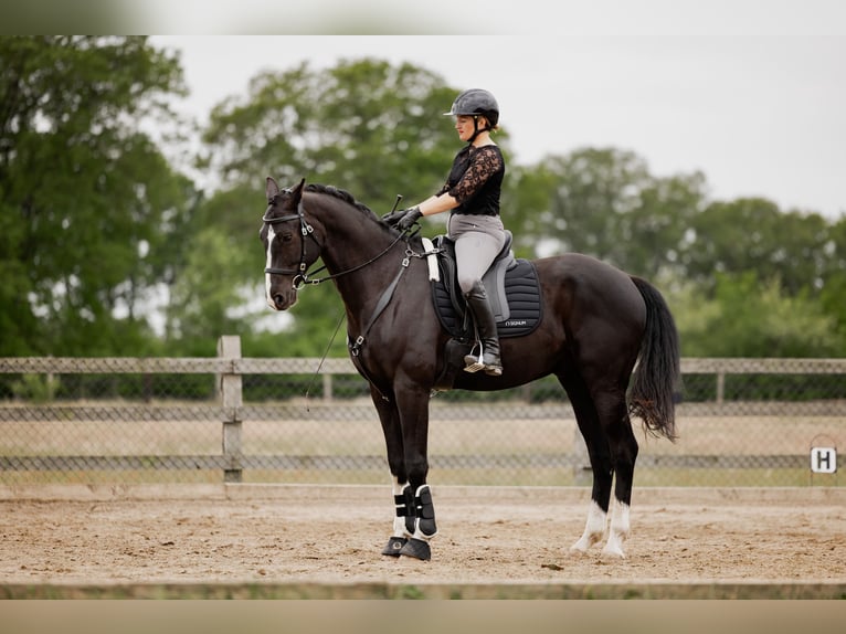 Koń hanowerski Wałach 6 lat 170 cm Kara in Bröthen Koń hanowerski Wałach 6 lat 170 cm Kara in Bröthen