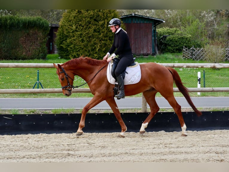 Koń hanowerski Wałach 6 lat 170 cm Kasztanowata in Üxheim