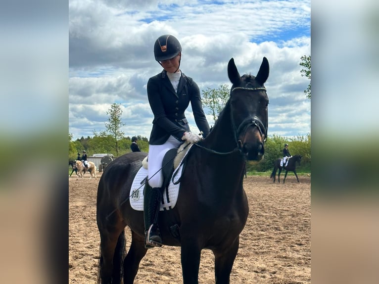 Koń hanowerski Wałach 6 lat 170 cm Skarogniada in Hamburg