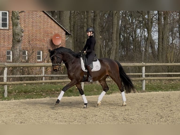 Koń hanowerski Wałach 6 lat 171 cm Ciemnogniada in Hoya