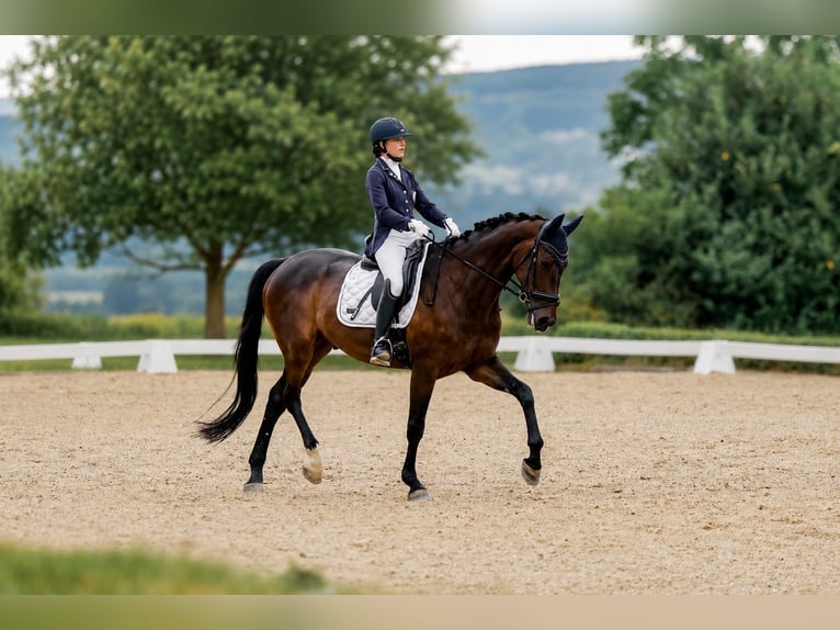 Koń hanowerski Wałach 6 lat 171 cm Ciemnogniada in Stegersbach