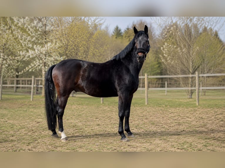 Koń hanowerski Wałach 6 lat 171 cm Ciemnogniada in Stegersbach