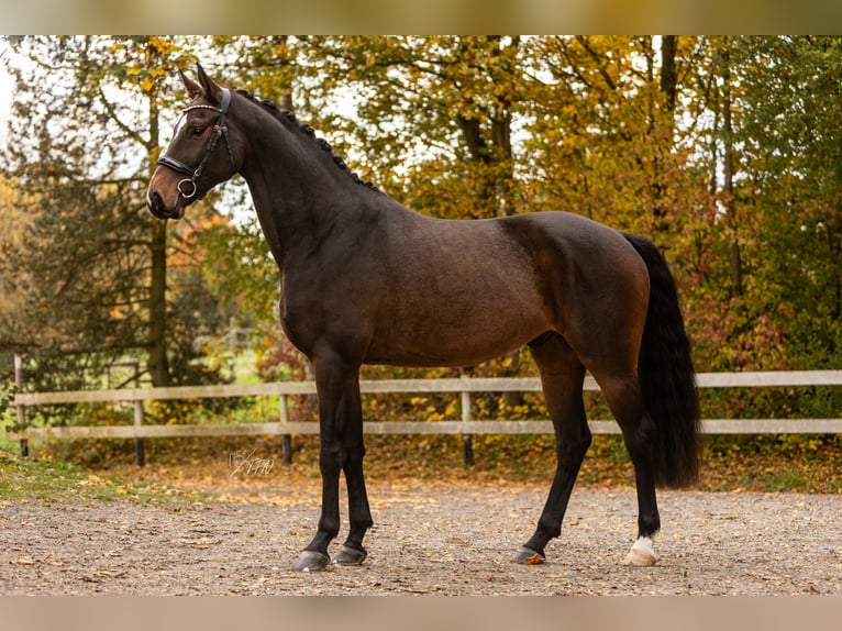 Koń hanowerski Wałach 6 lat 171 cm Ciemnogniada in Womrath