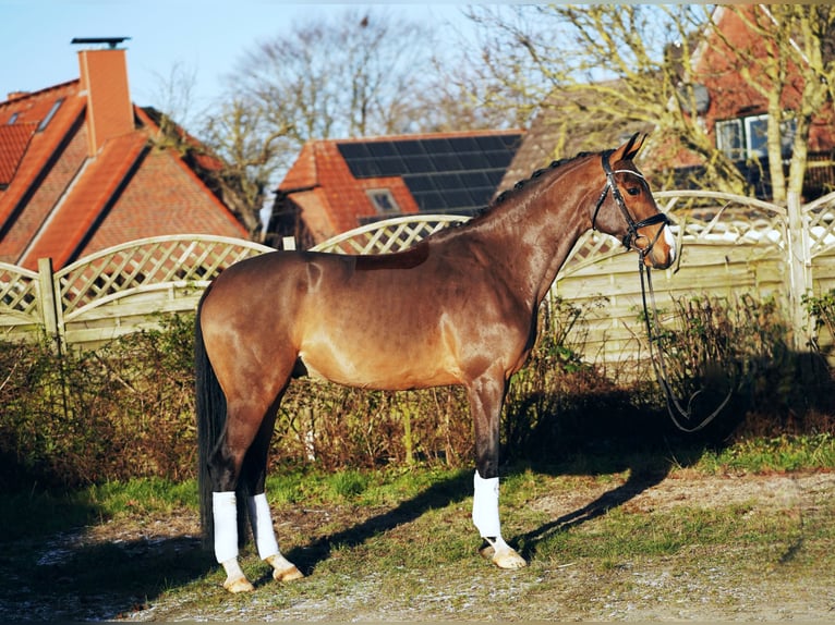 Koń hanowerski Wałach 6 lat 171 cm Gniada in Hohenfelde