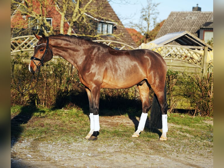 Koń hanowerski Wałach 6 lat 171 cm Gniada in Hohenfelde