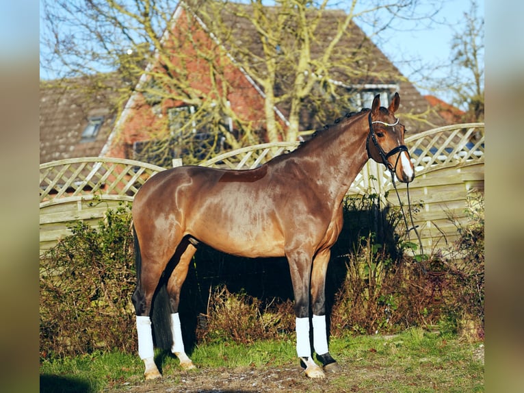 Koń hanowerski Wałach 6 lat 171 cm Gniada in Hohenfelde