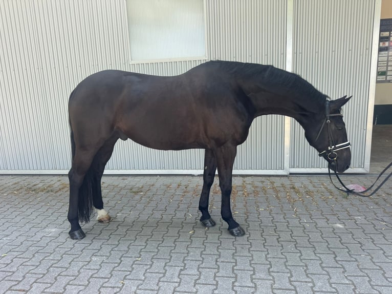 Koń hanowerski Wałach 6 lat 171 cm Kara in Güglingen