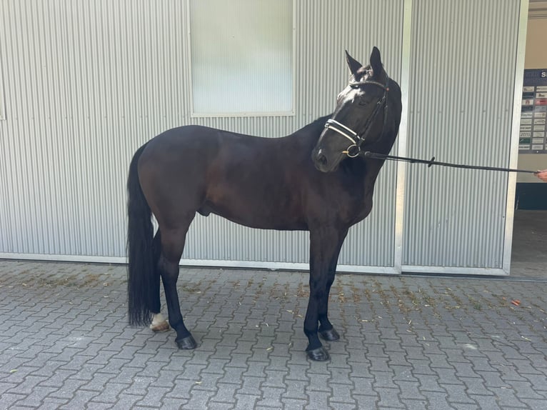 Koń hanowerski Wałach 6 lat 171 cm Kara in Güglingen