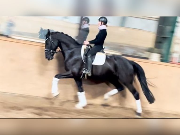Koń hanowerski Wałach 6 lat 171 cm Kara in Dätgen