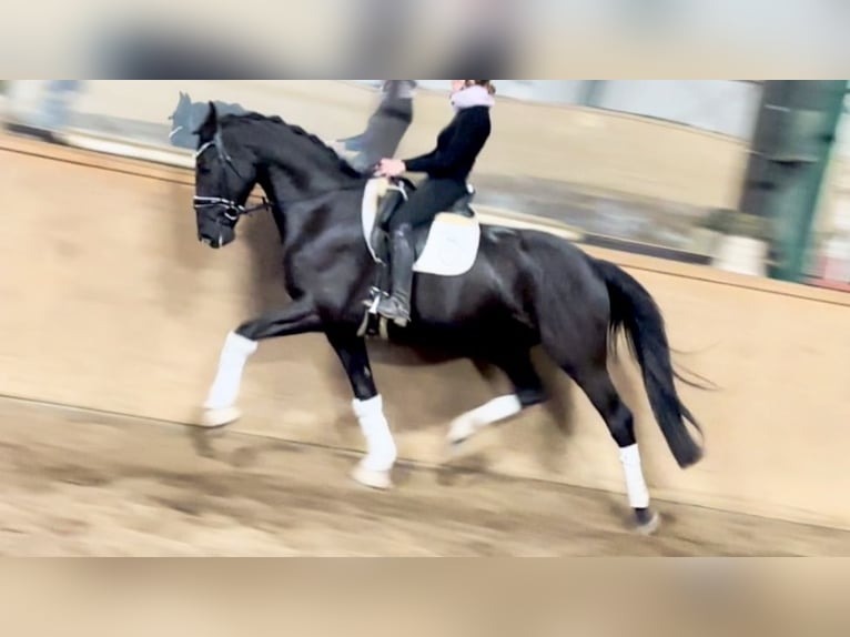Koń hanowerski Wałach 6 lat 171 cm Kara in D&#xE4;tgen