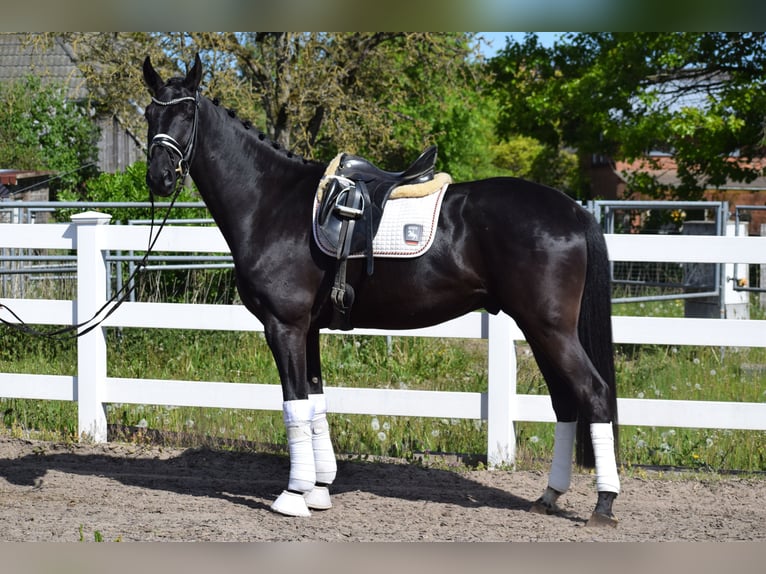 Koń hanowerski Wałach 6 lat 171 cm Kara in Dätgen
