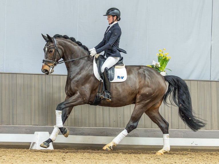 Koń hanowerski Wałach 6 lat 172 cm Ciemnogniada in Münster-Handorf
