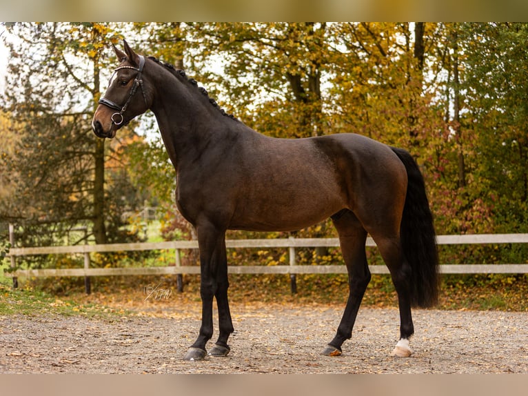 Koń hanowerski Wałach 6 lat 172 cm Ciemnogniada in Womrath