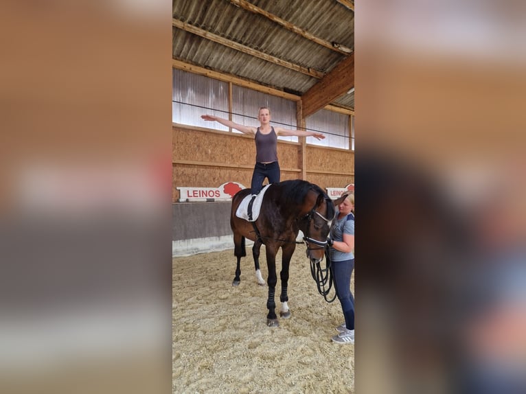 Koń hanowerski Wałach 6 lat 172 cm Gniada in Neuhaus an der Oste