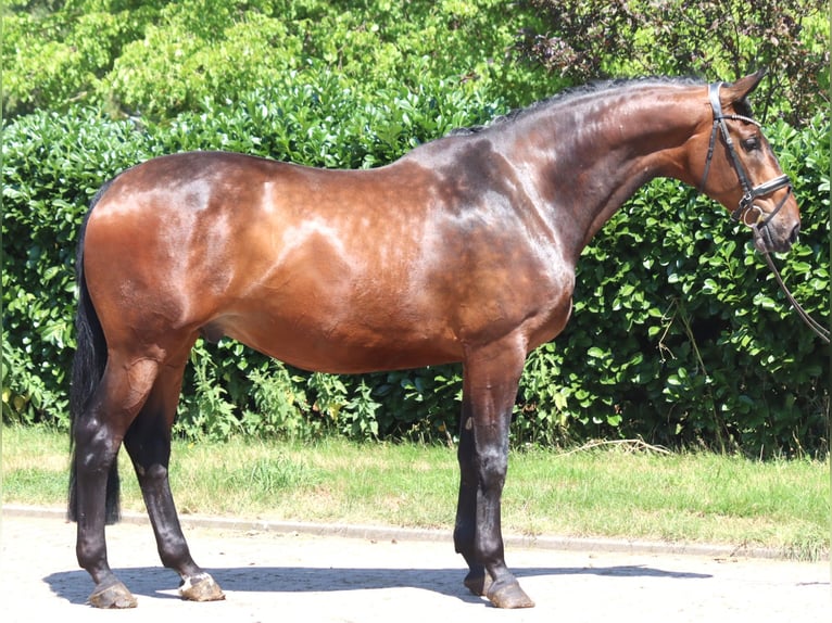 Koń hanowerski Wałach 6 lat 172 cm Gniada in Selsingen