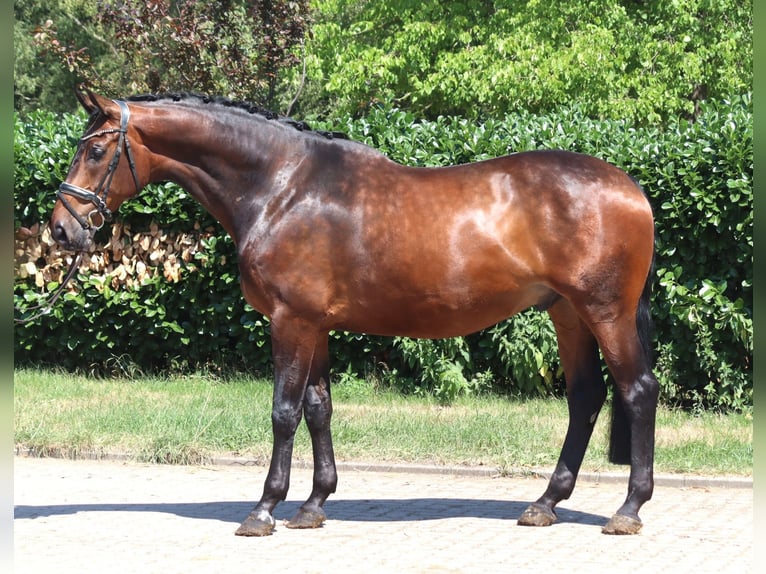 Koń hanowerski Wałach 6 lat 172 cm Gniada in Selsingen