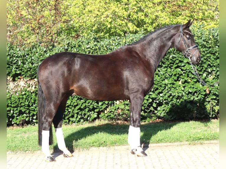 Koń hanowerski Wałach 6 lat 172 cm Kara in Selsingen