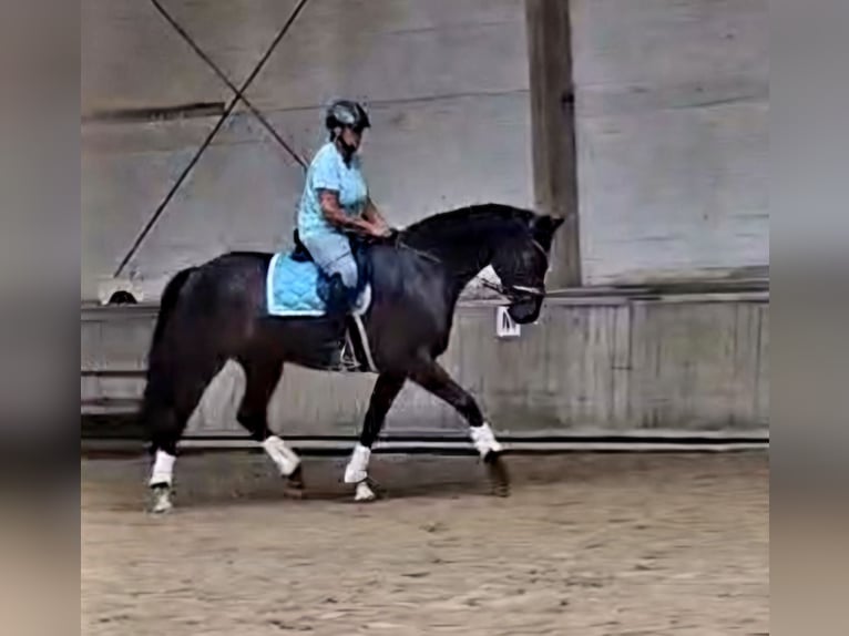 Koń hanowerski Wałach 6 lat 172 cm Skarogniada in Baunatal