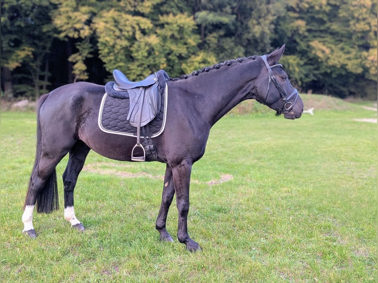 Koń hanowerski Wałach 6 lat 172 cm Skarogniada in Reinfeld (Holstein)