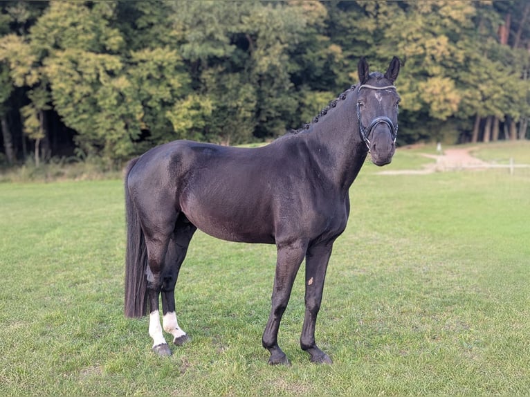 Koń hanowerski Wałach 6 lat 172 cm Skarogniada in Reinfeld (Holstein)