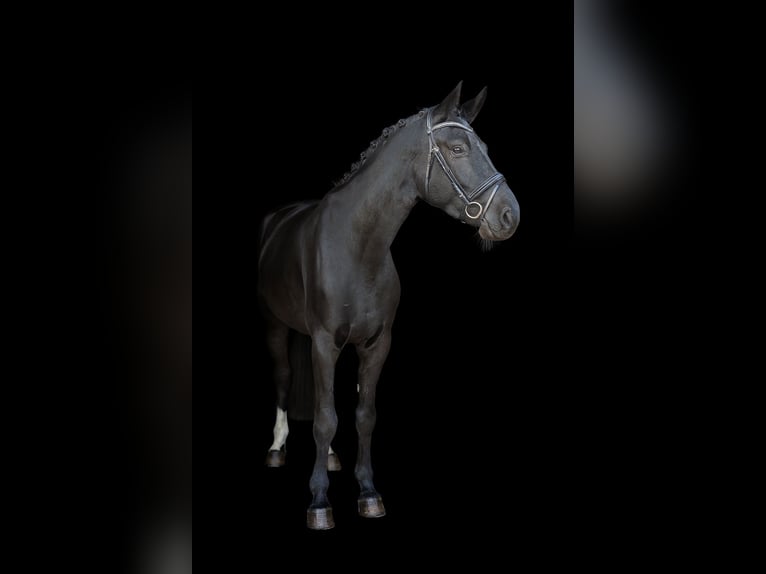 Koń hanowerski Wałach 6 lat 172 cm Skarogniada in Reinfeld (Holstein)