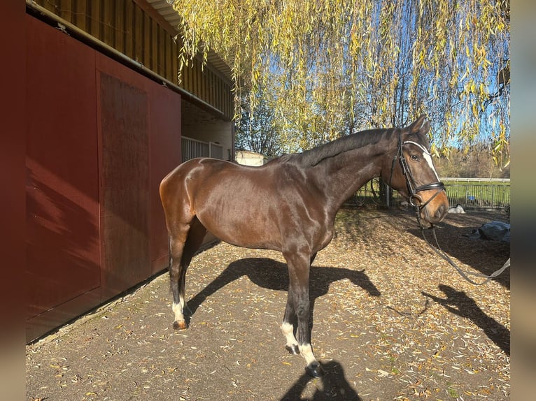 Koń hanowerski Wałach 6 lat 173 cm Gniada in Hechingen