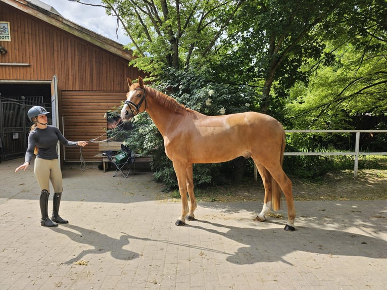 Koń hanowerski Wałach 6 lat 173 cm Kasztanowata in Riedstadt