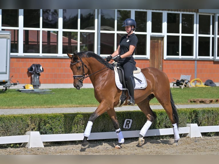 Koń hanowerski Wałach 6 lat 174 cm Gniada in Baldham