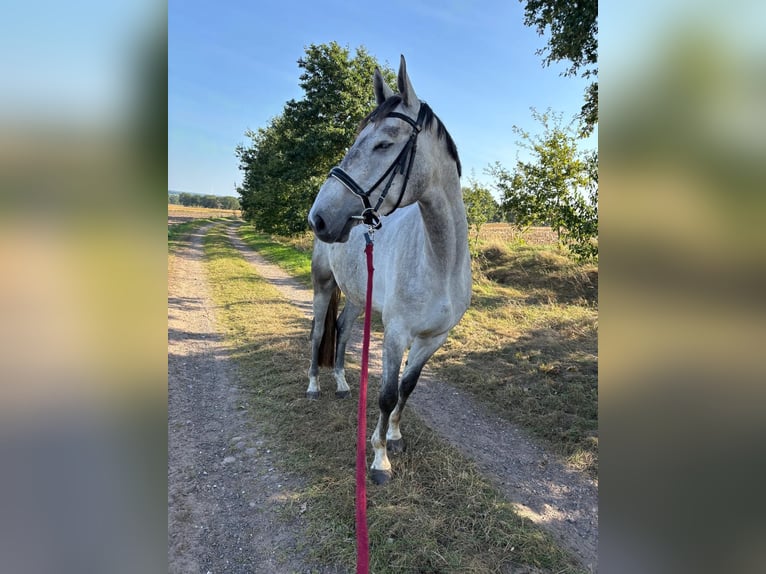 Koń hanowerski Wałach 6 lat 174 cm Siwa in Lamstedt