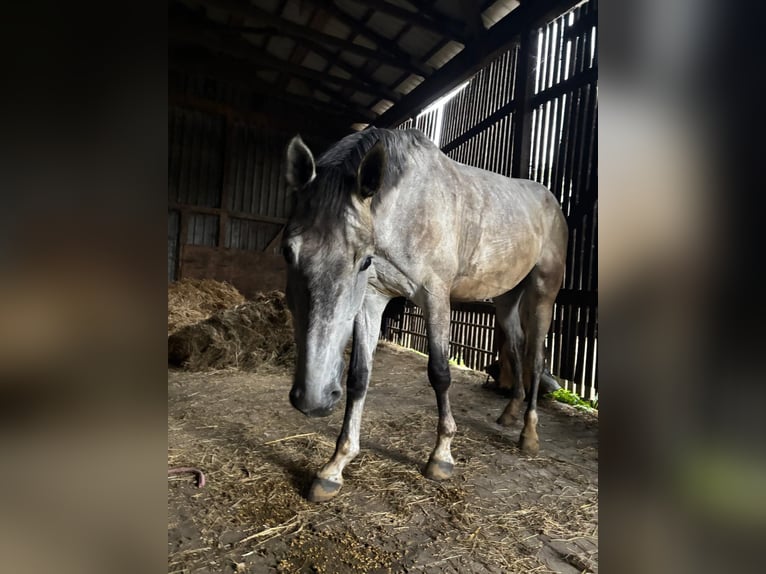 Koń hanowerski Wałach 6 lat 174 cm Siwa in Lamstedt