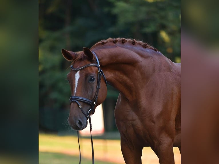 Koń hanowerski Wałach 6 lat 175 cm Ciemnokasztanowata in Cegléd