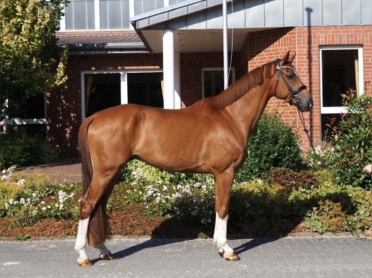 Koń hanowerski Wałach 6 lat 175 cm Kasztanowata in Krummhörn Upleward
