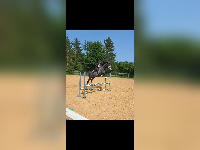 Koń hanowerski Wałach 6 lat 175 cm Siwa jabłkowita in Bad Wörishofen