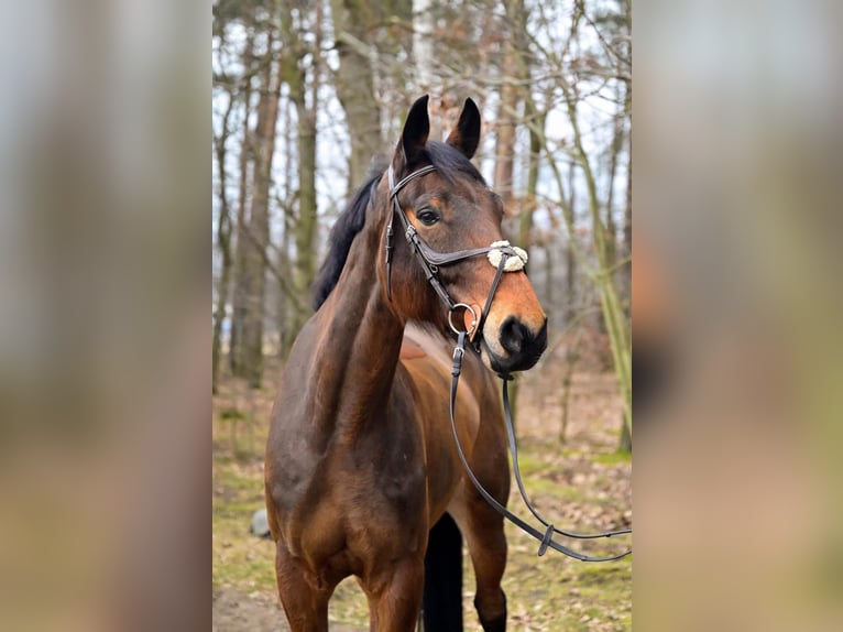 Koń hanowerski Wałach 6 lat 176 cm Gniada in Konin