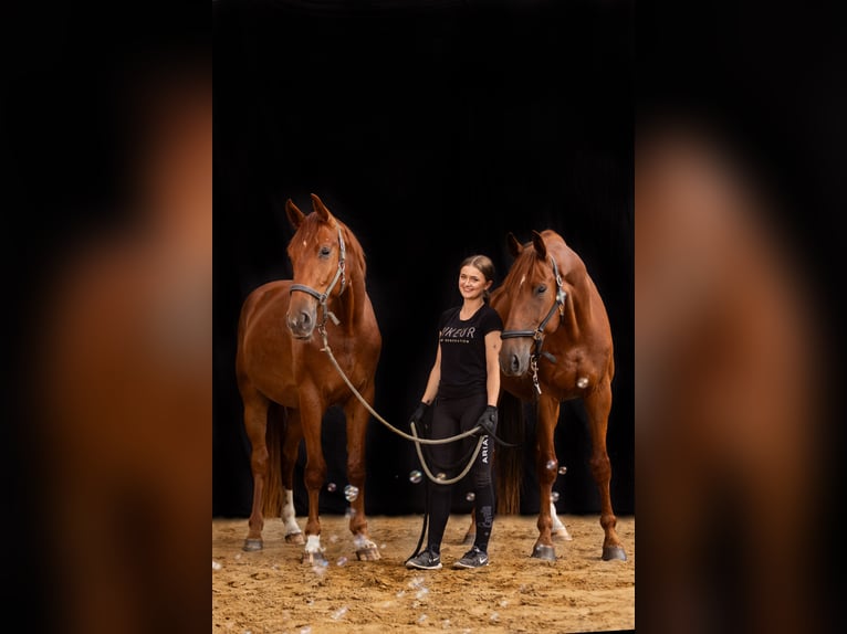 Koń hanowerski Wałach 6 lat 177 cm Kasztanowata in Hagen im Bremischen