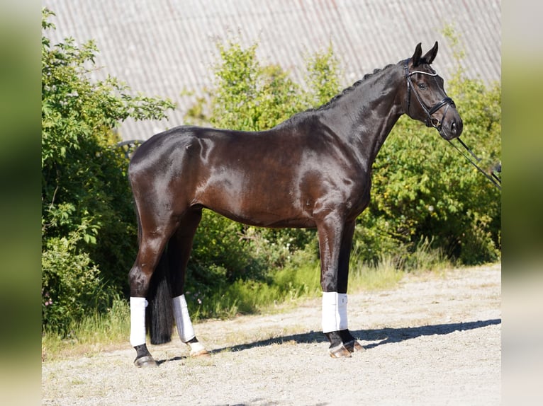 Koń hanowerski Wałach 6 lat 178 cm Kara in Hohenfelde